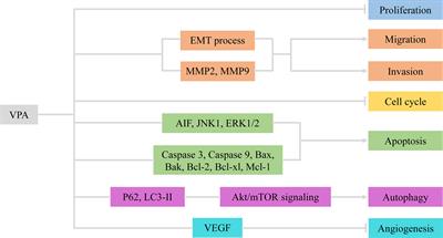 Valproic Acid: A Promising Therapeutic Agent in Glioma Treatment